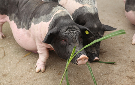 行业专家：现如今，养猪产业变革的动因是什么？