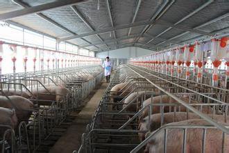 猪场卫生环境要是做的好,养猪疫病隐患少.