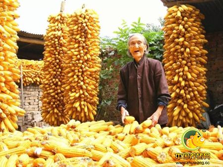 玉米市场“风云诡谲” 或降到0.7元以下！