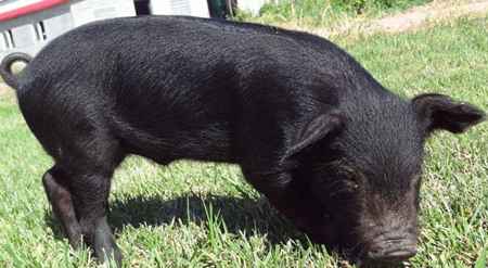 年赚百万！太湖小伙返乡养土黑猪，要往精品猪肉发展