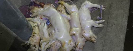 心痛！初产母猪生18只死11只！原来是因为......