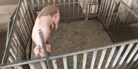 散养户卖猪的5条规矩：地磅会出现哪些问题？