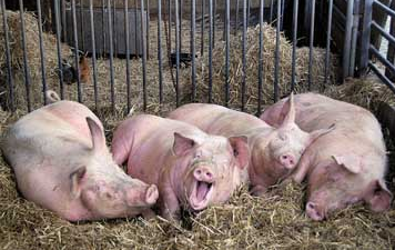 如何根据猪尿判断猪健康状况？