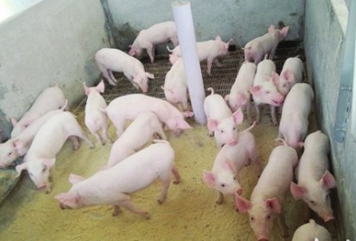 专家帮你解析猪丹毒病！