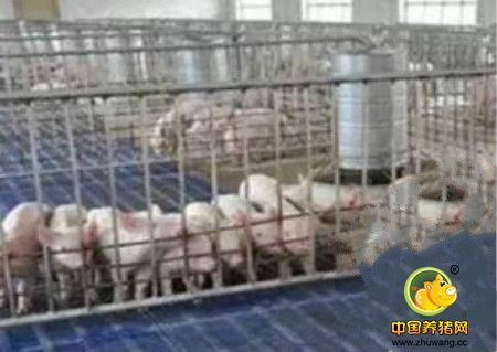 告诉你，养猪场的两个惊人秘密！