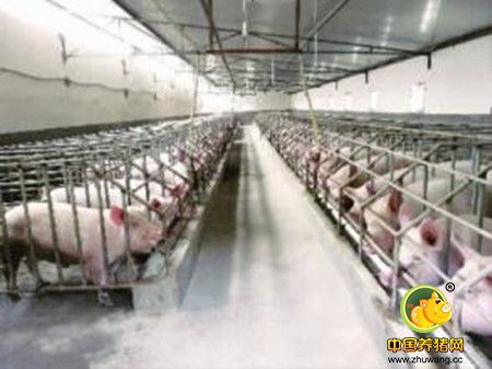 规模化养猪如何选择饲养模式