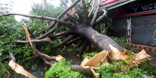 惨！台风摧残后的厦门，畜牧业损失竟高达9个亿！