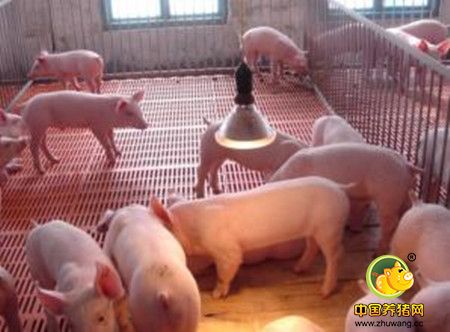 营养和肠道适应在断奶仔猪健康中的作用