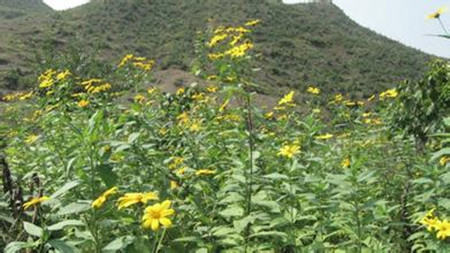 菊芋是猪和奶牛的优质饲料