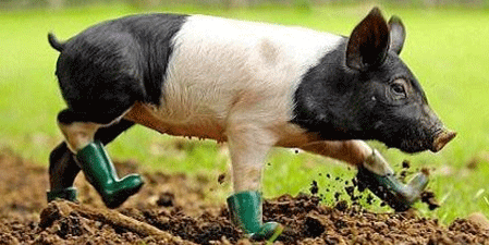 农业部：生猪调出大县奖励政策 前500名给予资金支持