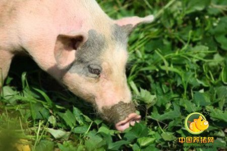 饲料加工质量控制八法