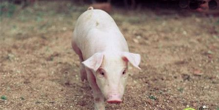 猪场粪污有出路了！国家开始试点农业废弃物资源化利用