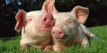 赚大发了！江苏一农民养了头