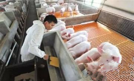 猪场健康管理与疫苗免疫程序制定