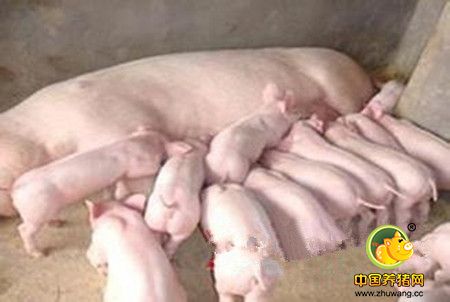 母猪产前要控料吗？不能再错了！