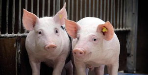 十几年的猪场被清理未获一分钱补偿？究竟怎么回事