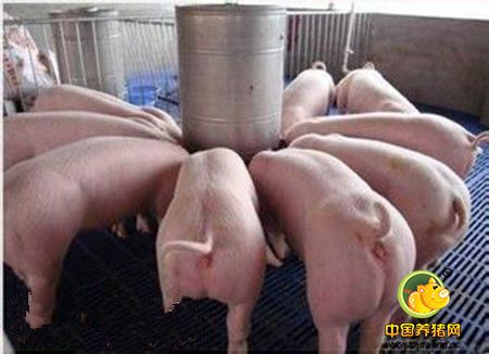 国外最新研究：中链脂肪酸能有助于母猪发挥遗传潜力