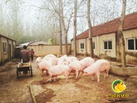 养猪场中的“中国梦”