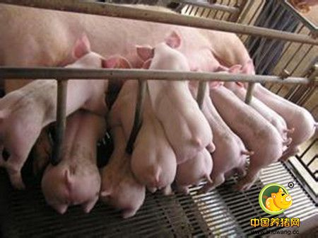 猪场出栏后猪舍清洁消毒的7个程序