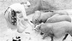 年薪18万的首席设计师为何放弃“美”回村建农场养猪？