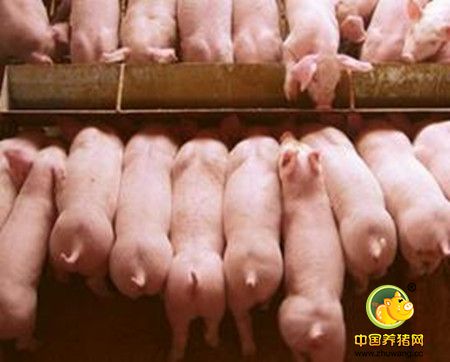 乳猪料中高营养素含量的蛋白质原料