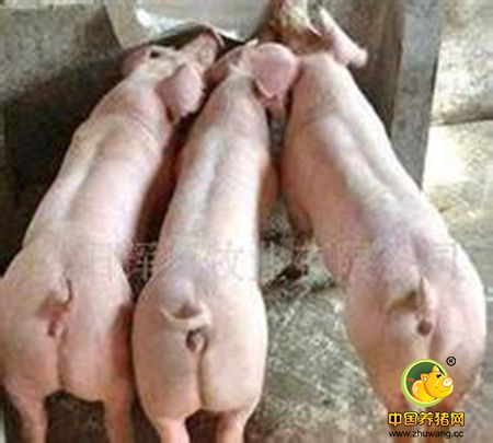 仔猪营养新选择：木薯可作为仔猪饲料的一种理想能量来源