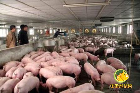规模化养猪场必备防疫条件及操作流程