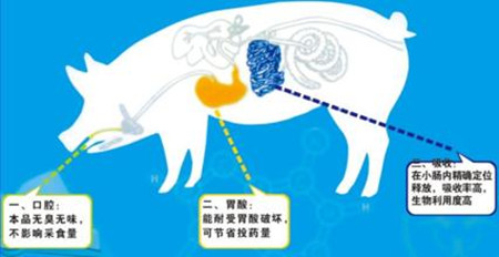 这些兽药不能给猪用！