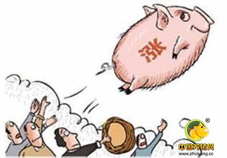现在的猪价如此昂贵，为什么还有人不赚钱？ 