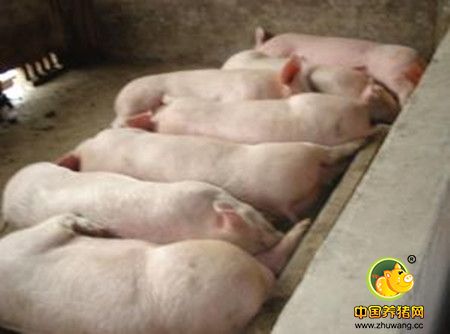 养猪高盈利为何没带动母猪补栏增加?