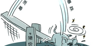 今日猪价下跌3分钱 国庆节前止跌回涨有希望！