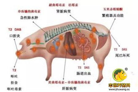 霉菌毒素为什么会降低养殖业中动物生产率和盈利能力?