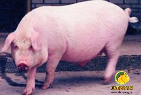 先盐后糖、先晶后胶……母猪输液必须遵守的七大先后原则