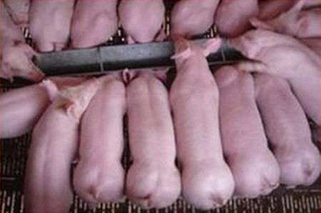 乳猪饲料里哪些蛋白可被吸收？