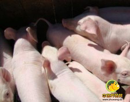 猪病防控要治病更要重视饲料营养