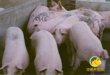 推荐：夏季哺乳母猪日粮配制与饲喂技巧