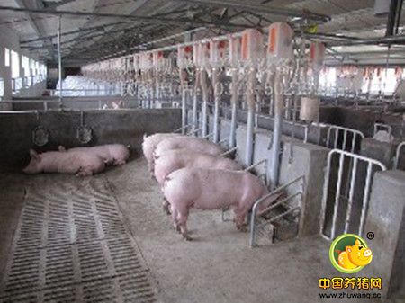 自繁自养猪场计算栏舍设计数