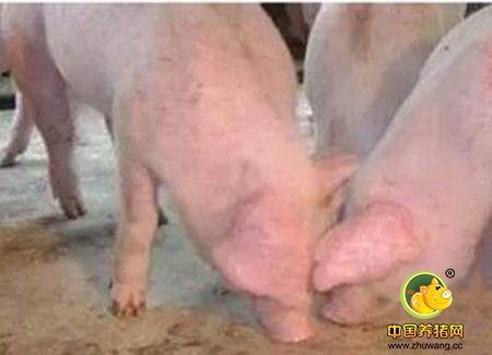 造成猪群食量突然大幅度下降的三大原因