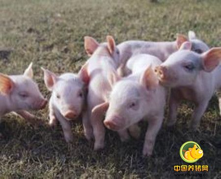 为什么你的猪生长慢？你关注过饲料能量利用率吗？