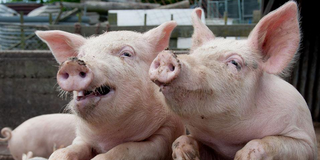 再建5000家门店，10年内温氏上市肉猪将破5000万头