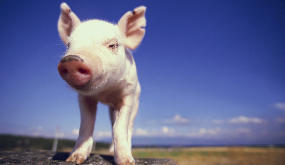 2016年10月2日(20至30公斤)仔猪价格行情走势