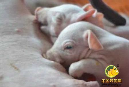 生产管理: 提高母猪窝产仔数的措施
