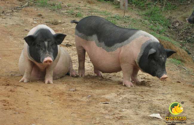 温氏要建5000家销售门店，等于再造一个温氏