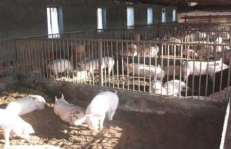 养猪管理要做，三个高效养猪的措施