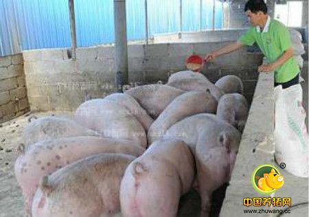 养猪四个注意事项，养猪误区要注意