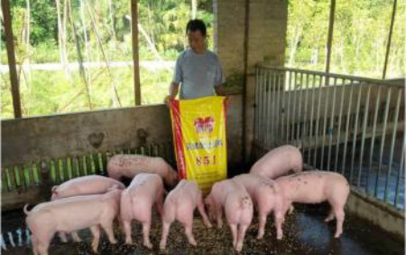 养猪基础知识讲解，养猪不懂不行的知识