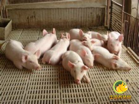 瘦肉型猪养殖最好用全价配合饲料