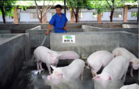 猪配合饲料中风味剂的正确使用方法