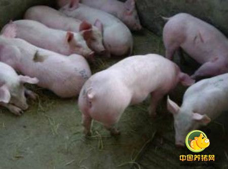 乳猪饲料里那些蛋白可被吸收？