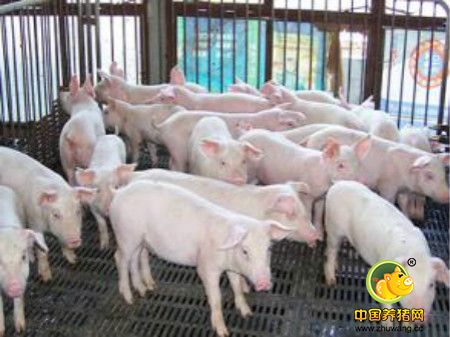 养猪饲料中是不是蛋白质越高质量就越好